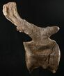 Beautiful Diplodocus Caudal Vertebra - Dana Quarry #10145-2